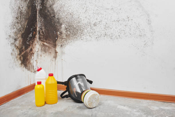 Best Preventive Mold Services in Ahtanum, WA