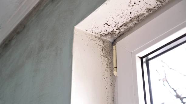 Best Mold Remediation for Schools in Ahtanum, WA