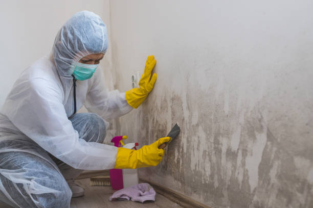 Best Attic Mold Remediation in Ahtanum, WA