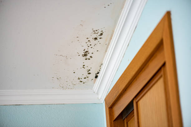 Best Black Mold Remediation in Ahtanum, WA