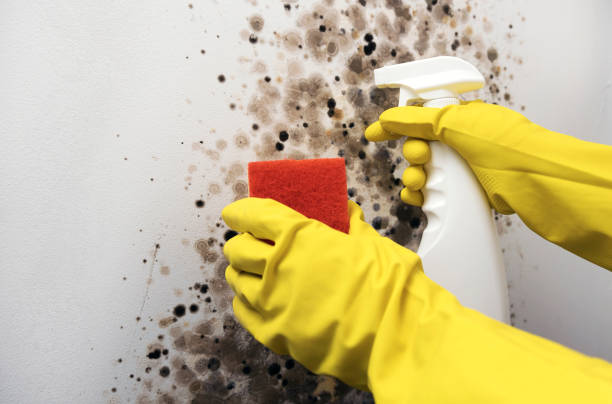 Best Residential Mold Remediation in Ahtanum, WA