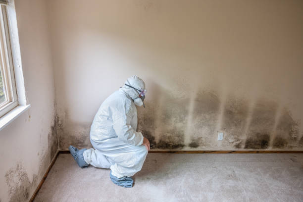 Professional Mold Remediation in Ahtanum, WA